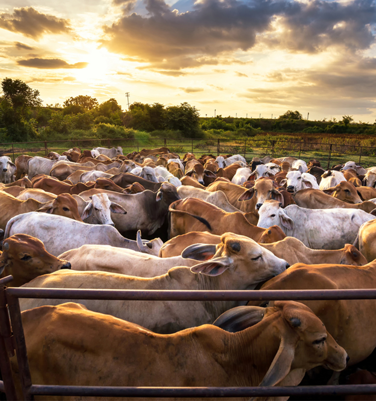Cow farms in Houston