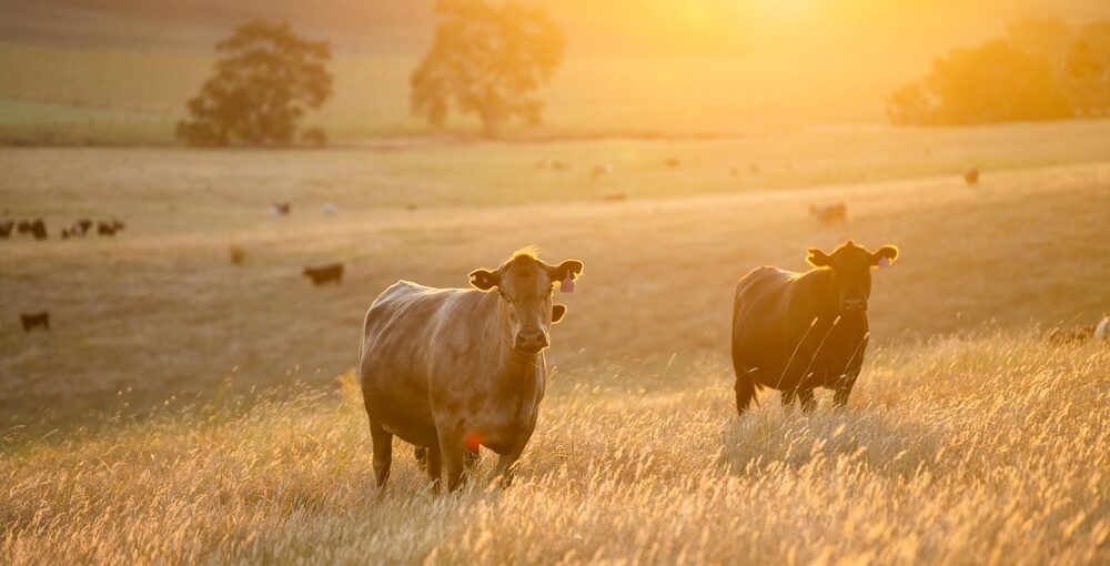 Grass-fed beef from blessings ranch