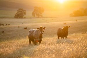 Grass-fed beef from blessings ranch
