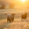 Grass-fed beef from blessings ranch