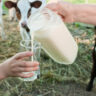 Raw Milk Nutritional Benefits & Sourcing Safely