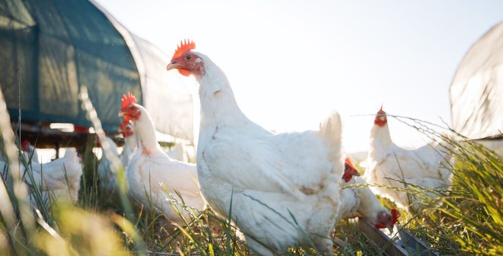 pasture raised chicken from blessigns ranch