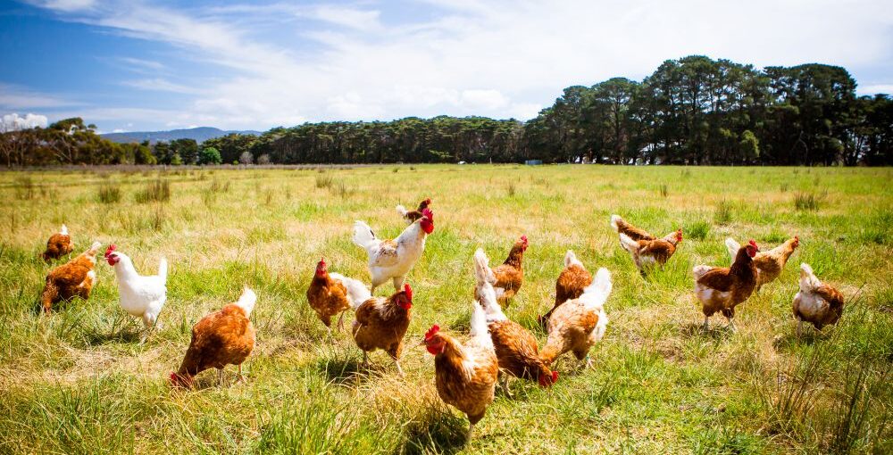 Pasture-raised chickens roaming in a sunny open field at Blessings Ranch