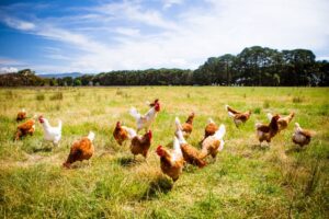 Pasture-raised chickens roaming in a sunny open field at Blessings Ranch