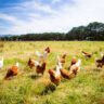 Pasture-raised chickens roaming in a sunny open field at Blessings Ranch