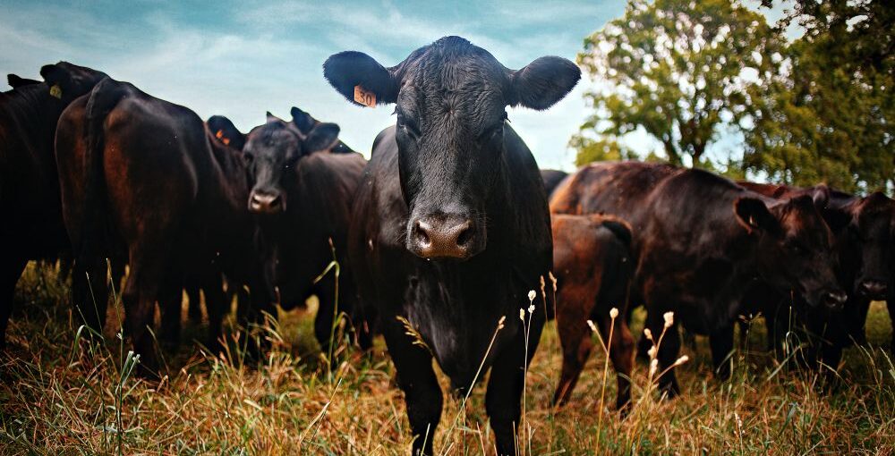 Grass-Fed Beef: More Expensive, Still the Better Choice