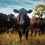Grass-Fed Beef: More Expensive, Still the Better Choice