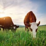 Grass-Fed Beef: Quality Over Quantity with Blessings Ranch TX