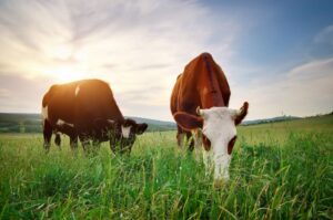 Grass-Fed Beef: Quality Over Quantity with Blessings Ranch TX
