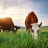 Grass-Fed Beef: Quality Over Quantity with Blessings Ranch TX